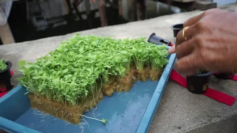 The process of transferring vegetable seeds to the hydroplane Stock Footage 282183086