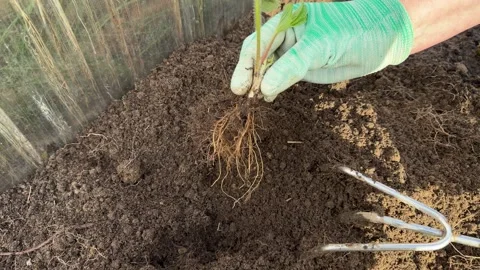 Process of transplanting berry seedlings into freshly dug organic dirt patch Stock Footage 341347860