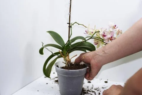 The process of transplanting small orchid. Stock Photos