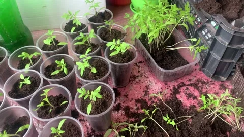 The process of transplanting tomato seedlings Stock Footage 184078743