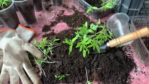 The process of transplanting tomato seedlings. Young tomato seedlings Stock Footage 184084675