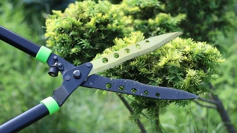 The process of trimming a bush in the garden 스톡 동영상 337644879