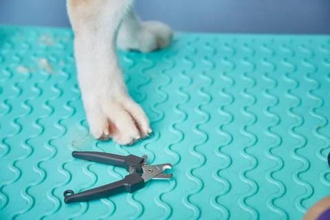 The process of trimming the claws of a dog. Copy space. Stock Photos