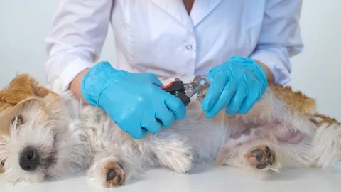 The process of trimming the nails of a Jack Russell Terrier dog with a tool Stock Footage 172146689