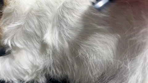 Process of trimming a young dog Stock Footage 311763469