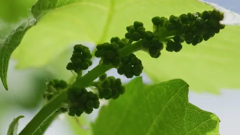 The process of vines growing and grapes forming Stock Footage 138158651