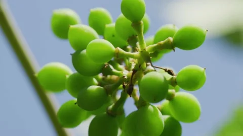 The process of vines growing and grapes forming Stock Footage 138158713