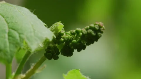 The process of vines growing and young grapes forming Video stock 138158634