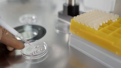 Process of in vitro fertilization in laboratory Stock Footage 114192045