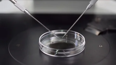 Process of in vitro fertilization in laboratory Stock Footage 114192181
