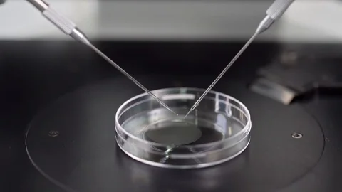 Process of in vitro fertilization in laboratory Stock Footage 114192204