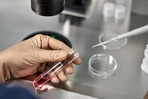 Process of in vitro fertilization in laboratory Stock-Fotos