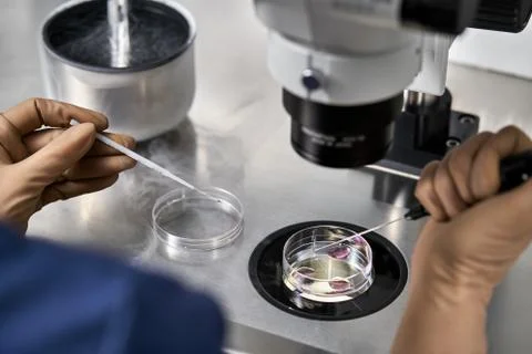 Process of in vitro fertilization in laboratory Foto stock