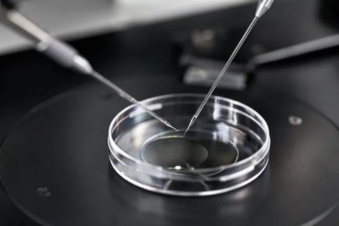 Process of in vitro fertilization in laboratory Stock Photos