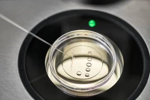 Process of in vitro fertilization in laboratory Stock-Fotos