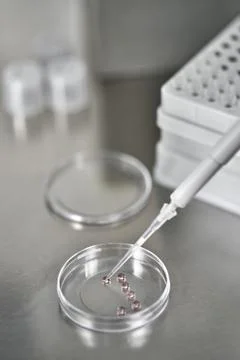 Process of in vitro fertilization in laboratory Stock Photos