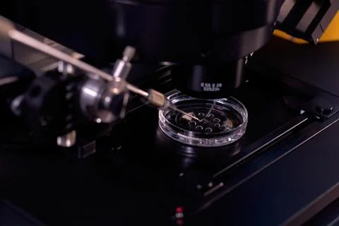 Process of in vitro fertilization in laboratory. Stock Photos