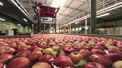 The process of washing apples in a fruit plant Stock Footage 80768541