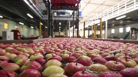 The process of washing apples in a fruit production plant Stock Footage 83032876