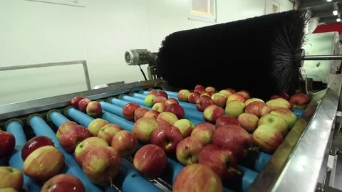 The process of washing apples in a fruit production plant Stock Footage 83032881