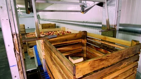 The process of washing apples in a fruit production plant. wooden boxes with Stock Footage 95955868