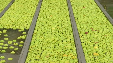 The process of washing apples in a fruit production plant Stock Footage 118664519
