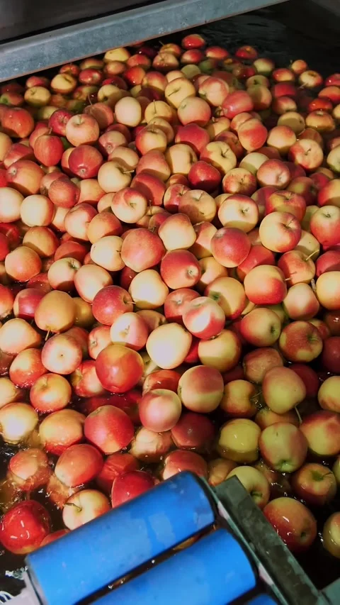 The process of washing apples in a fruit production plant. wooden boxes with Stock Footage 309373503