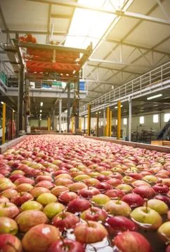 The process of washing apples in a fruit production plant Stock Photos