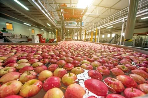 The process of washing apples in a fruit production plant Stock Photos
