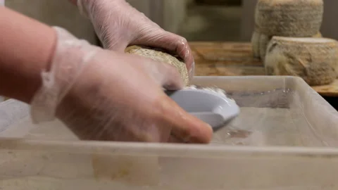 The process of washing the finished cheese in the cheese production shop. Stock Footage 221989767