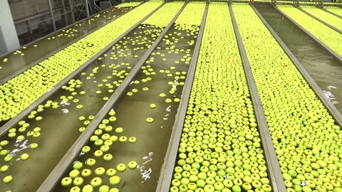 The process of washing green apples in a fruit production plant Stock Footage 118663236