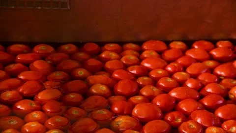 The process of washing tomatoes at an agricultural processing plant. 库存影片 331206526