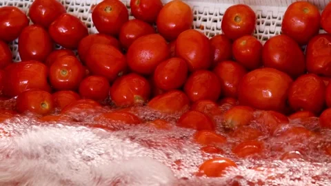 The process of washing tomatoes at an agricultural processing plant. 스톡 동영상 331206595
