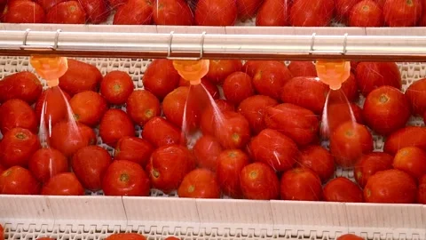 The process of washing tomatoes at an agricultural processing plant. Vidéo 331206603