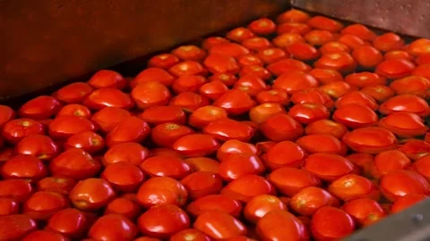 The process of washing tomatoes at an agricultural processing plant. Stock Footage 342389282
