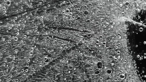 Process of water icing. Time lapse. With black background. Stock Footage 86888488