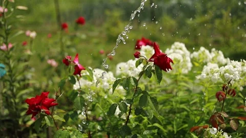 Process of watering beautiful blooming flowers - red roses at park, garden. Stock-Footage 164904302