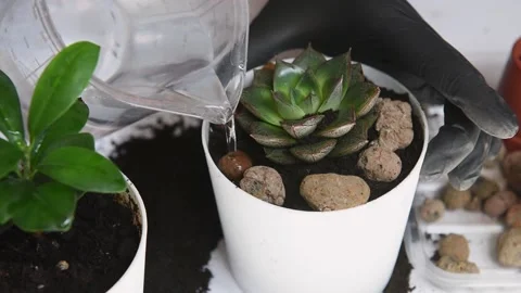 Process of watering flower in small pot. Stock Footage 164417931