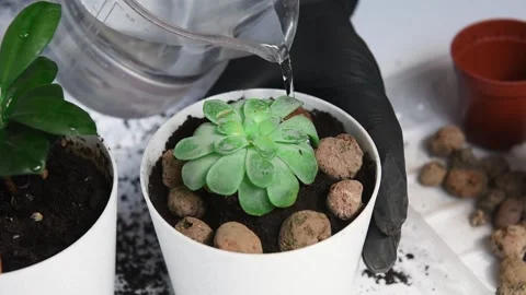 Process of watering flower in small pot. Stock Footage 164417947