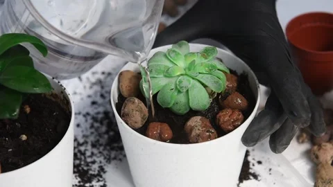 Process of watering flower in small pot. Video stock 164417962