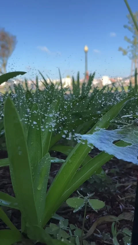 The process of watering the grass Stock Footage 303424435