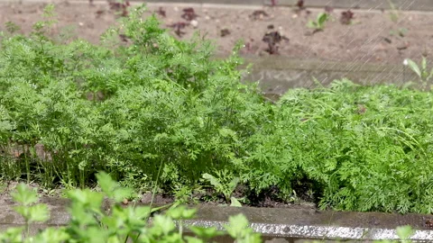 The process of watering green beds with carrots by a farmer in a vegetable Stock Footage 157624338