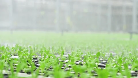 Process of watering of green plants in hydroponic greenhouse of agro holding Stock Footage 142953023