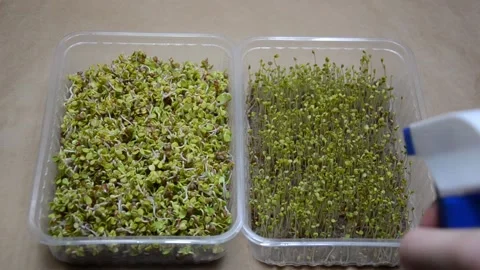 Process of watering microgreens. Water splashing over greenery in containers. Stock Footage 159225170