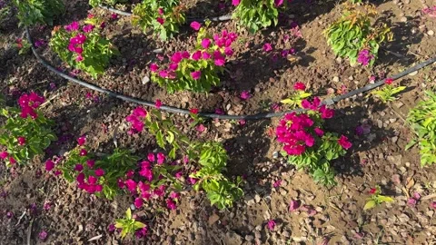 The process of watering, moisturizing Stock Footage 279572723