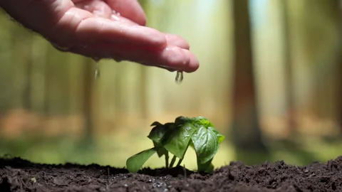Process of watering small growing sprout after severe drought on the field Stock-Footage 146194898