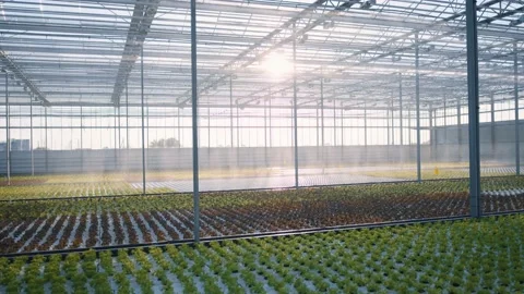 Process of watering the vegetable plants inside modern greenhouse. Irrigation Stock Footage 139989567