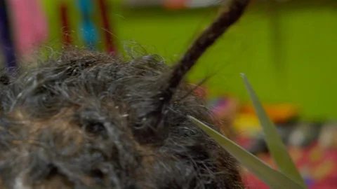 The process of weaving dreadlocks in an Indian salon. Stock Footage 129129892