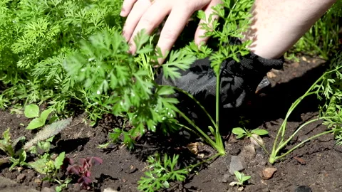The process of weeding a bed with carrots in a vegetable garden by a farmer Stock Footage 157638213
