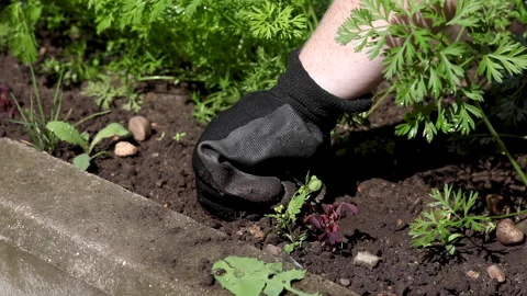 The process of weeding the beds by a farmer in a vegetable garden Stock Footage 157630722